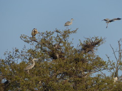 あおさぎころにー