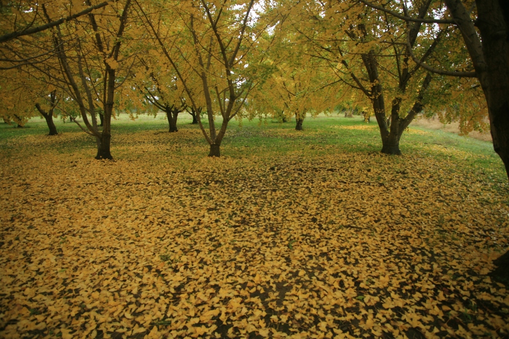 めづらしいイチョウ