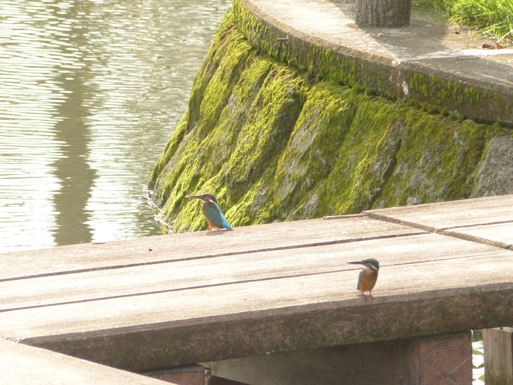 わあはずかしか