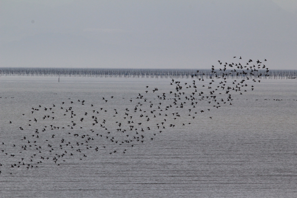 群れが小さいけど