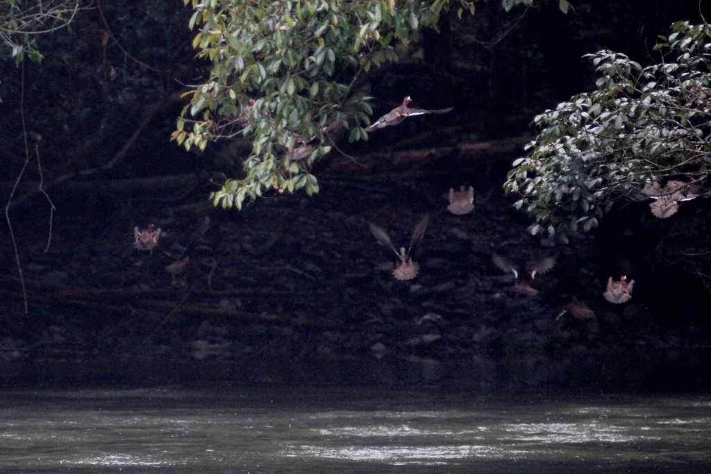 池になかなか降りません