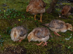 今年もよろしく