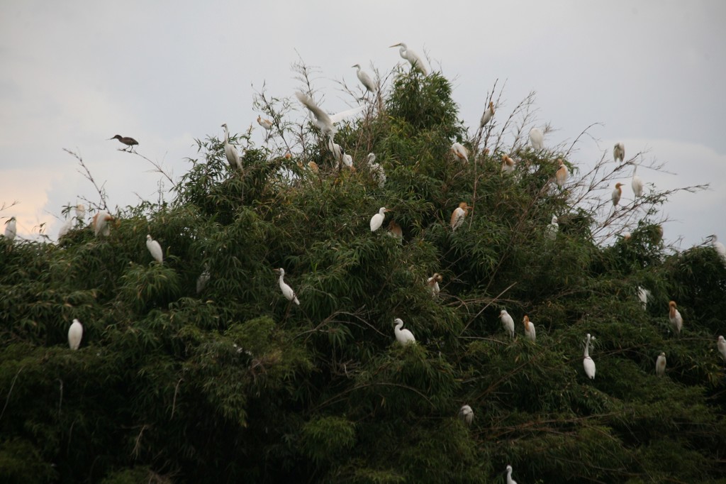 アマちゃんの里
