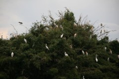 アマちゃんの里