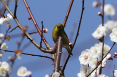 あら、造り酒屋の新蔵さん