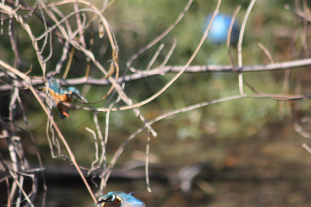 ピントは無理でした