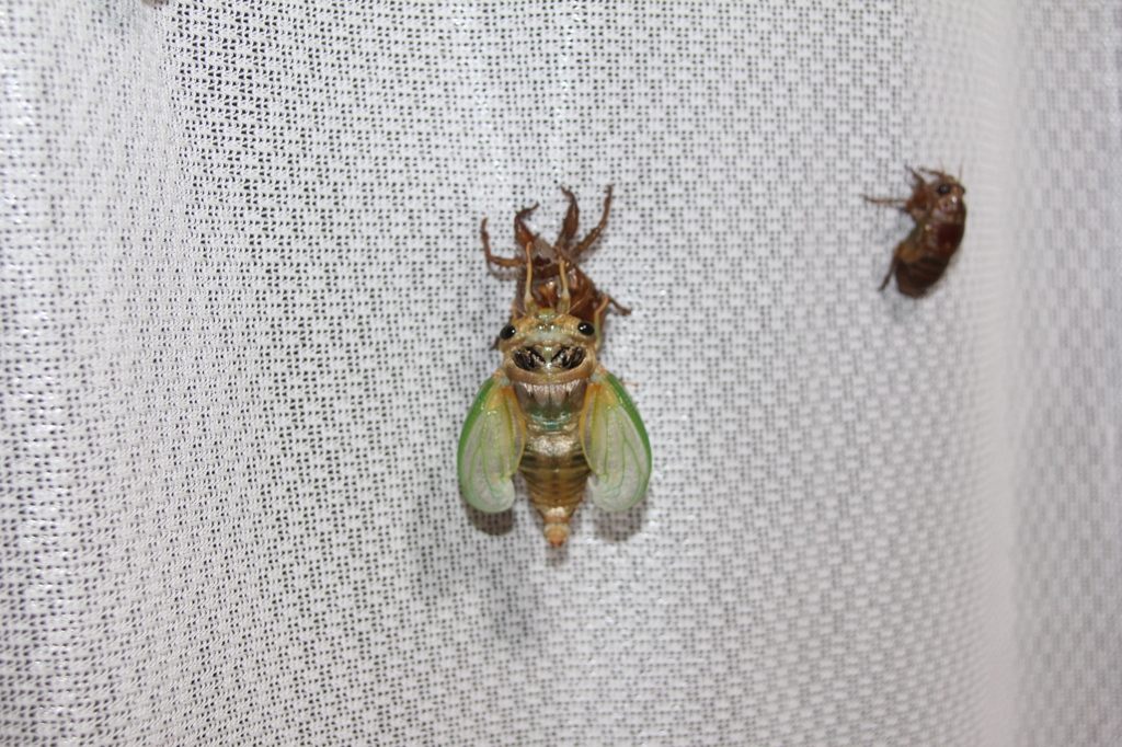 はねがのびーる