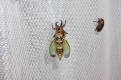 はねがのびーる