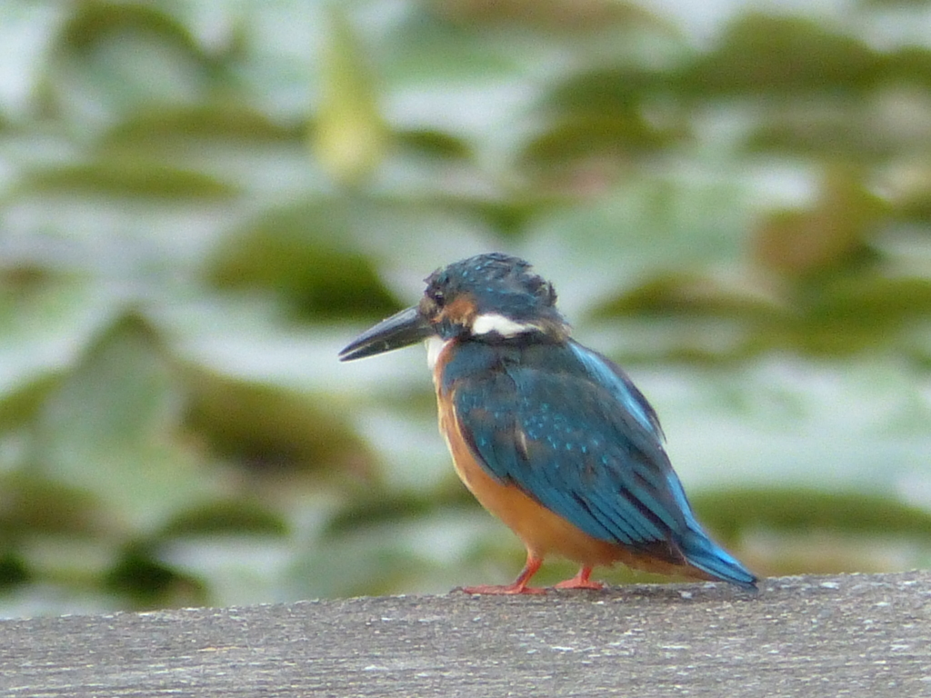やあ、みどりちゃん