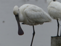 宮島じゃないよ