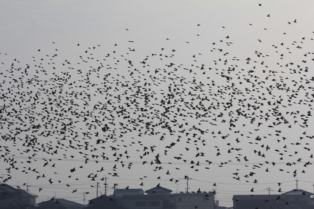 スーパーマンだ。いや。とりだ。あ、とりだ