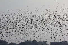 スーパーマンだ。いや。とりだ。あ、とりだ