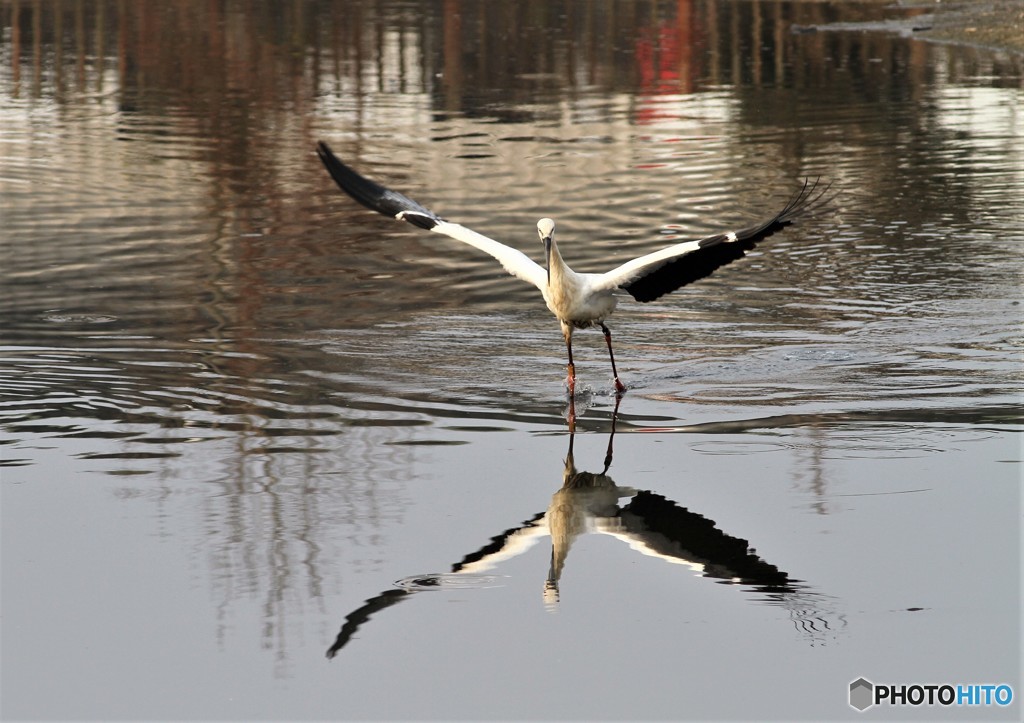 幸せ持ってきた