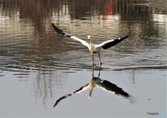 幸せ持ってきた