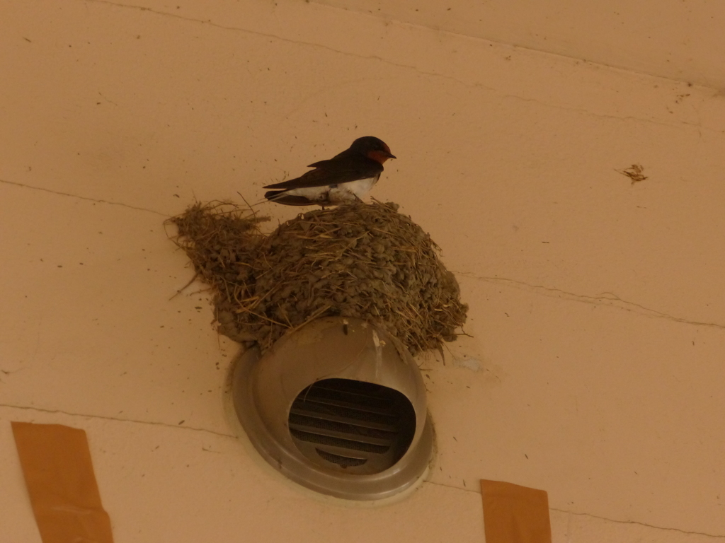 ヤクルト１０連敗