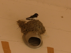 ヤクルト１０連敗