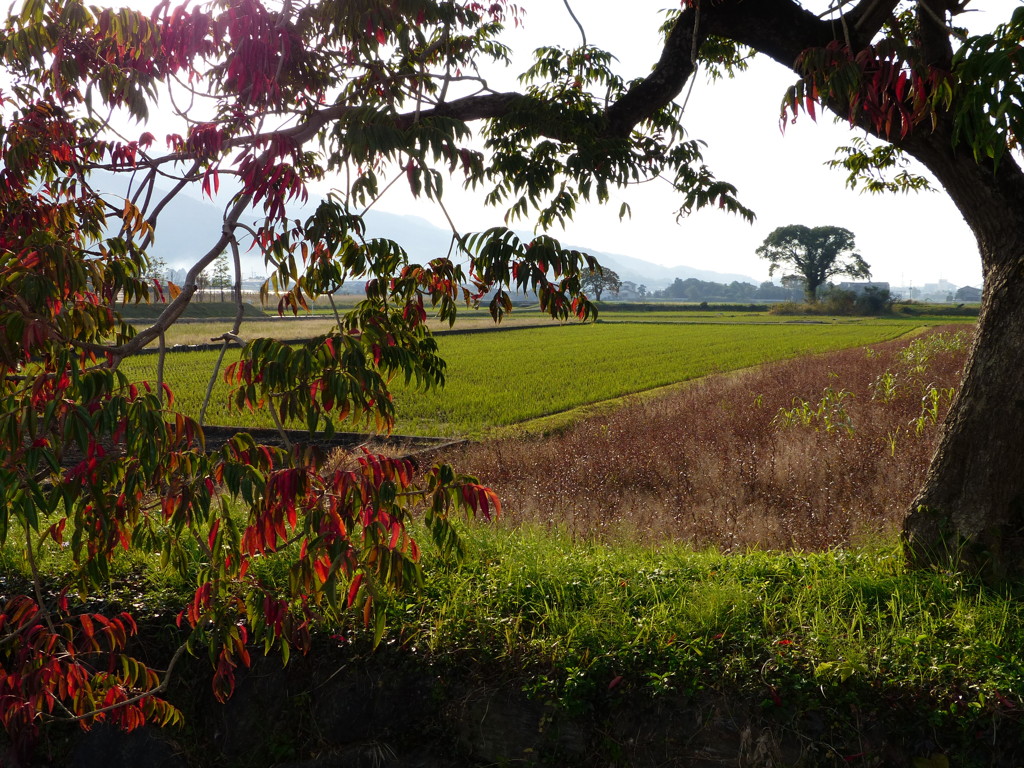 ハゼがいっぱい