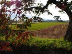 ハゼがいっぱい