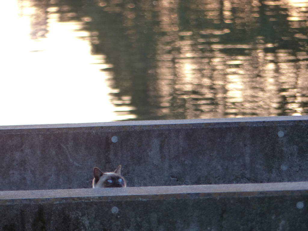 かわせみ？　あれ？