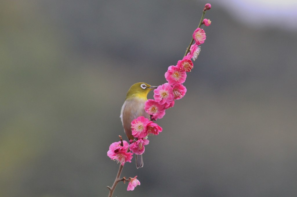 きれいに撮ってね