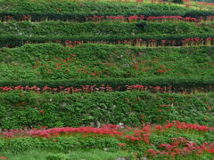 グリーン、ＲＥＤ