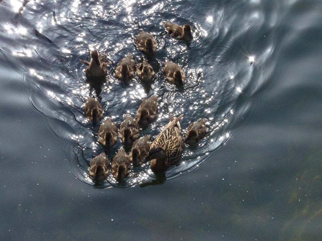 かるがもかも？