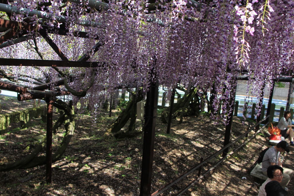 黒木ひとみさん出身地