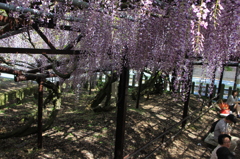 黒木ひとみさん出身地