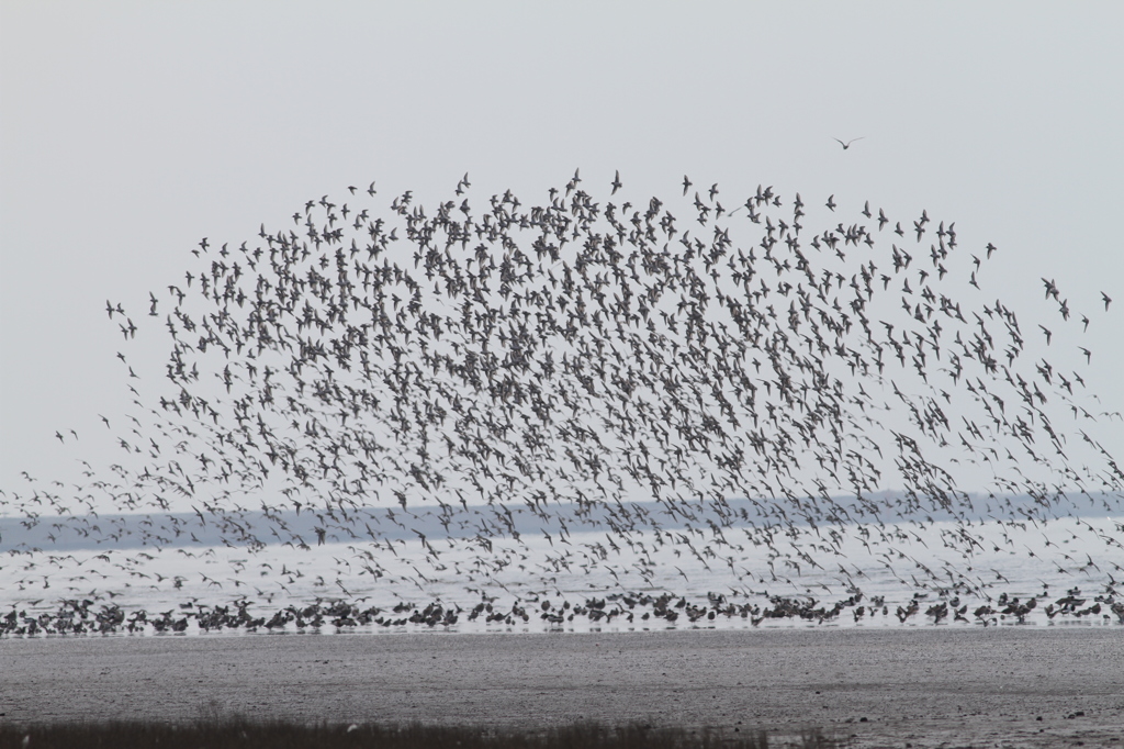 群れが小さいです