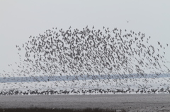 群れが小さいです