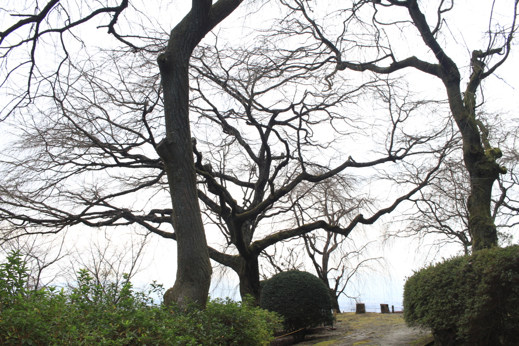 ものすごい枝垂桜
