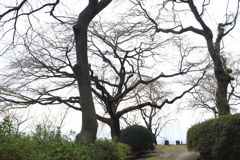 ものすごい枝垂桜