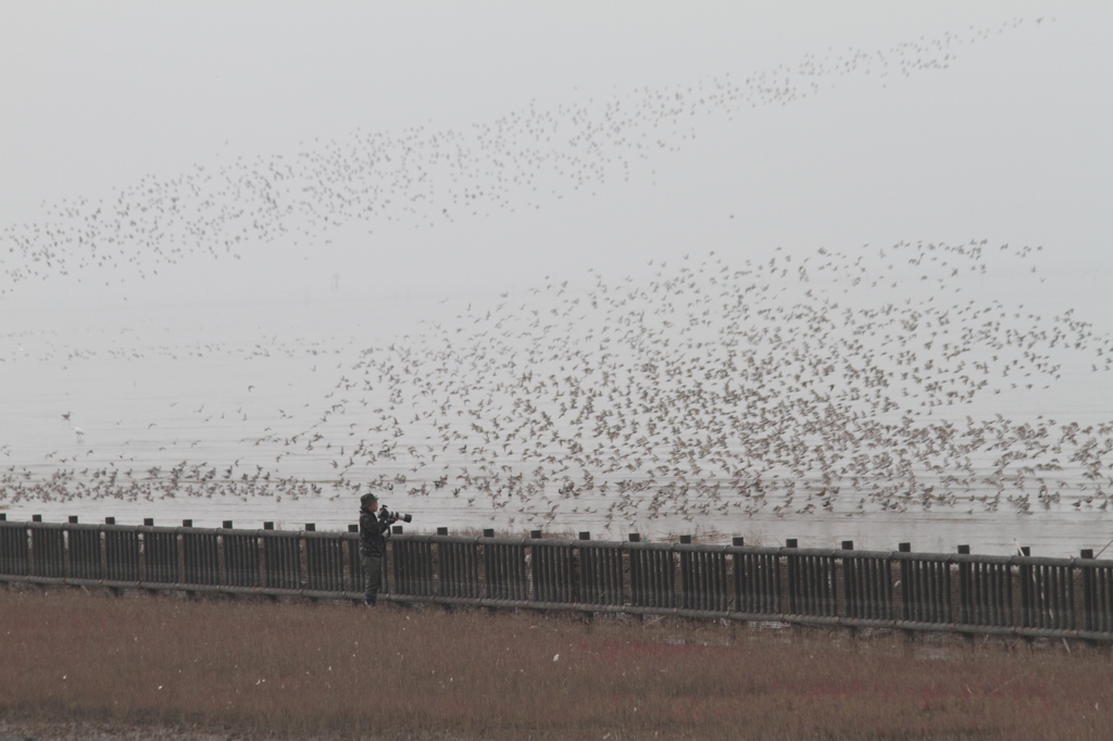 １羽、２羽、３羽、、、いっぱい