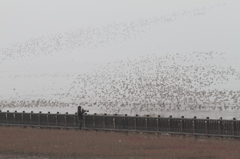 １羽、２羽、３羽、、、いっぱい