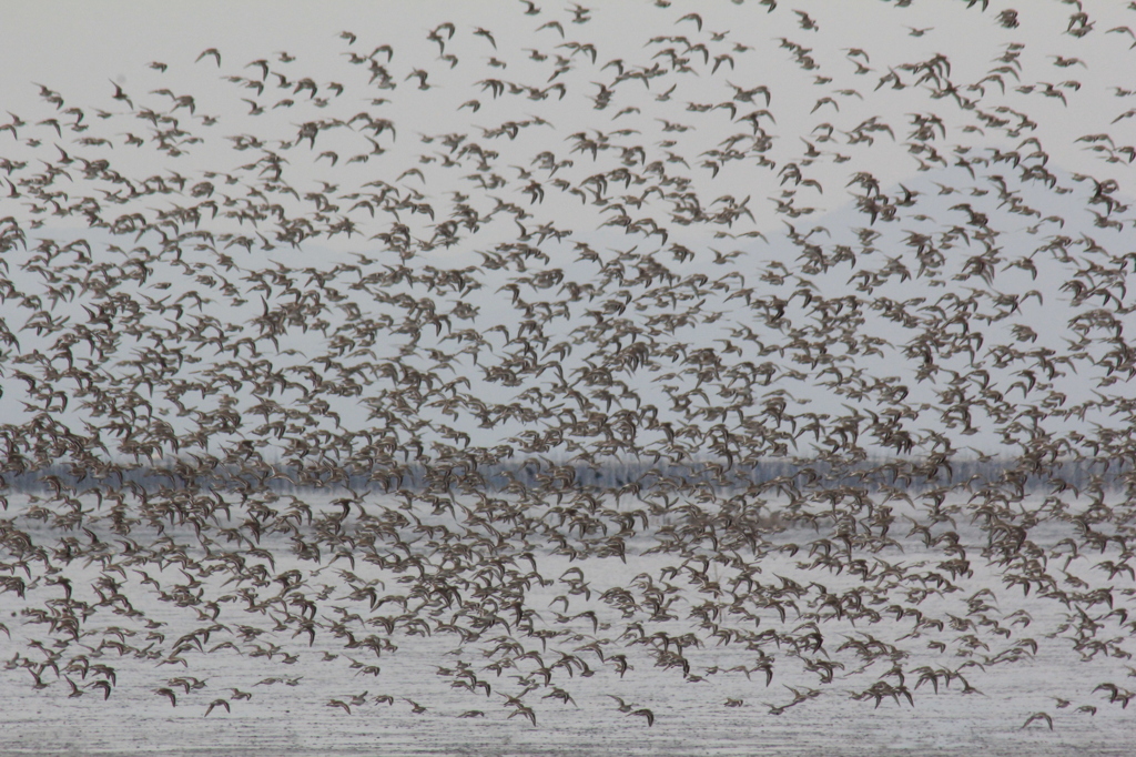 浜シギというのかな