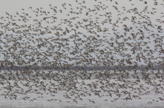 浜シギというのかな