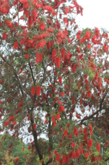 こーんなに大きくなりますよ