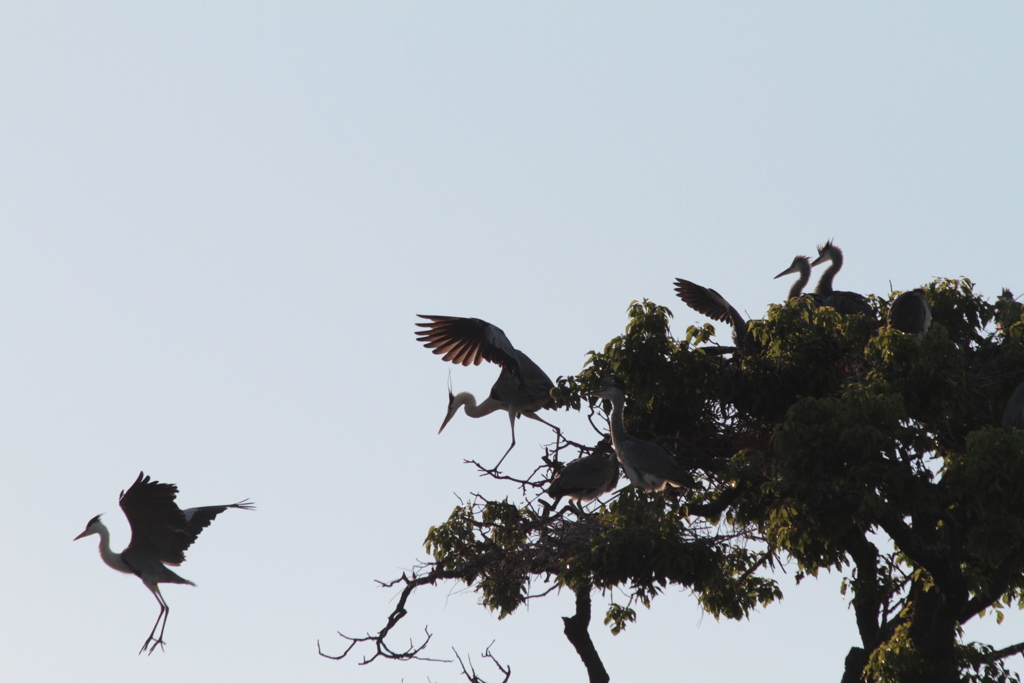 パパどこ行くの