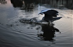 青ちゃんのディナー