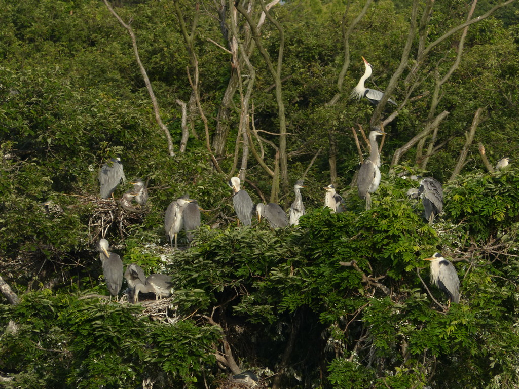 今朝のアオサギ