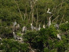 今朝のアオサギ