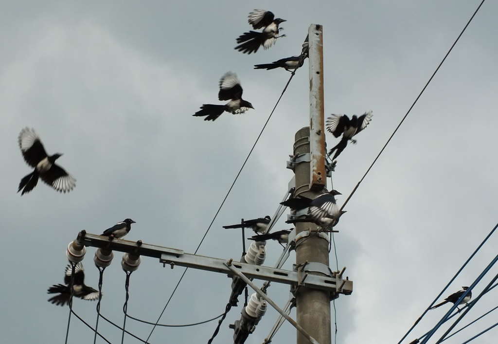 かっこいいでしょ