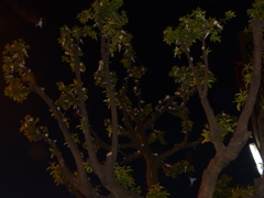 葉っぱがないですね