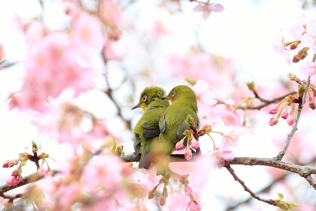春うらら