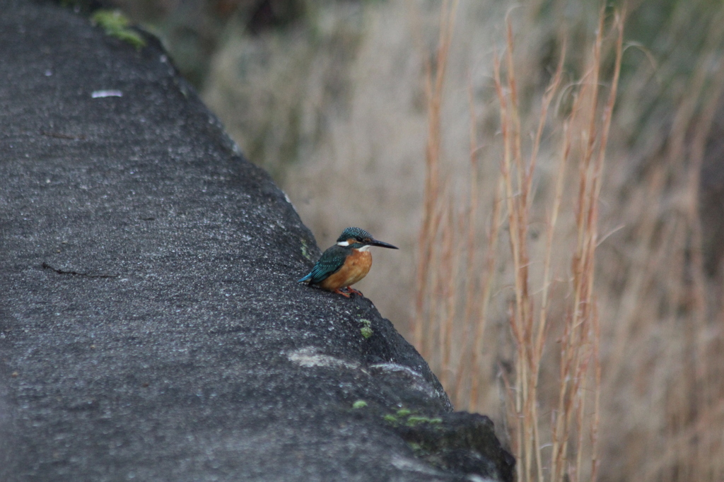 かなり近いですね