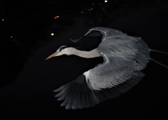 今日はストロボで