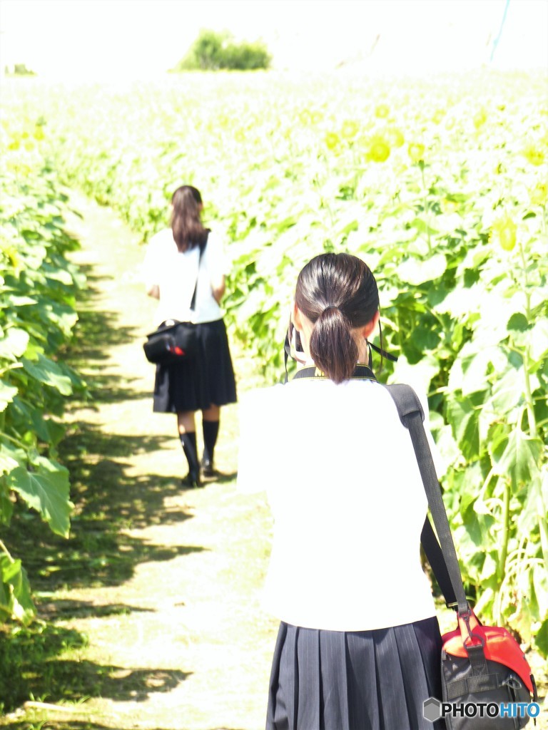 今年は背が高いとよ