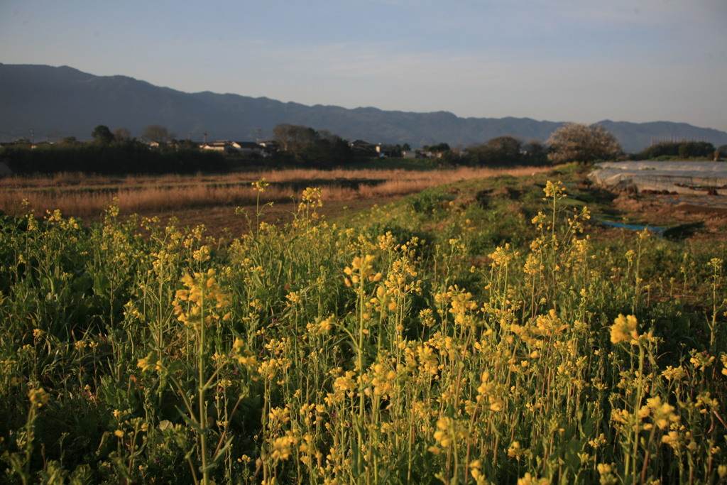 かなり暖かくなりました