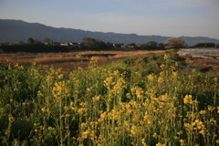 かなり暖かくなりました