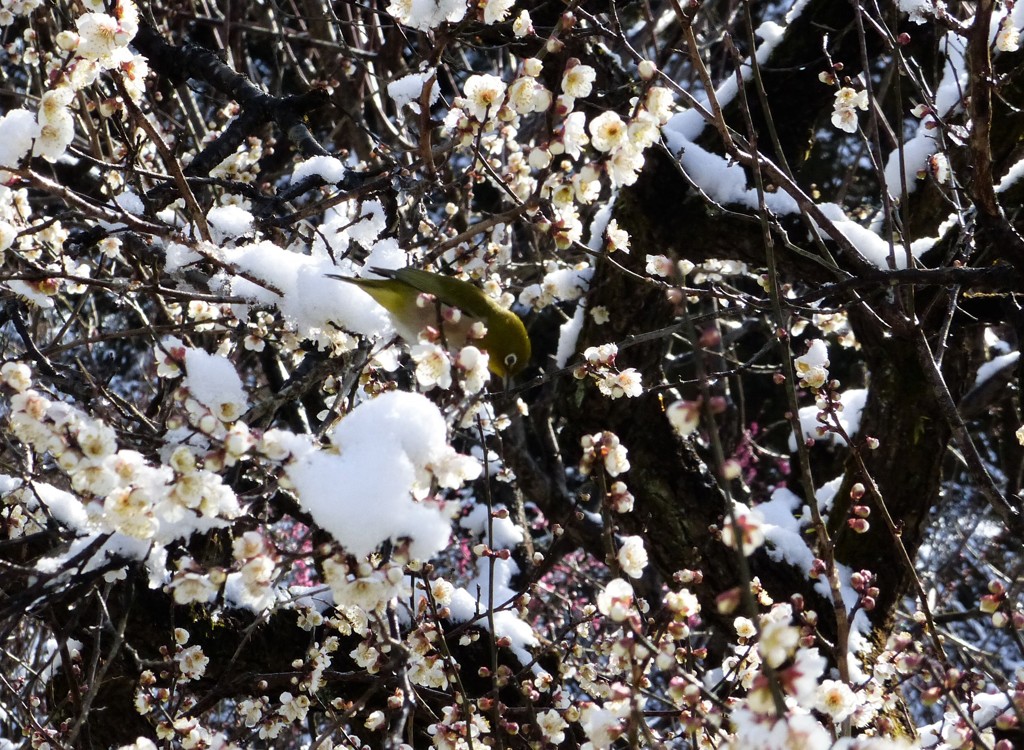 メジロを探そう